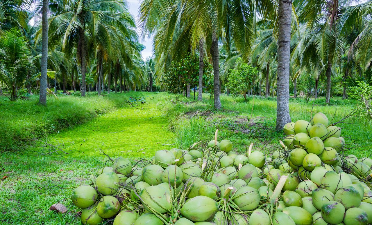 Deejay Farms Hybrid Coconut seedlings, Deejay Sampoorna