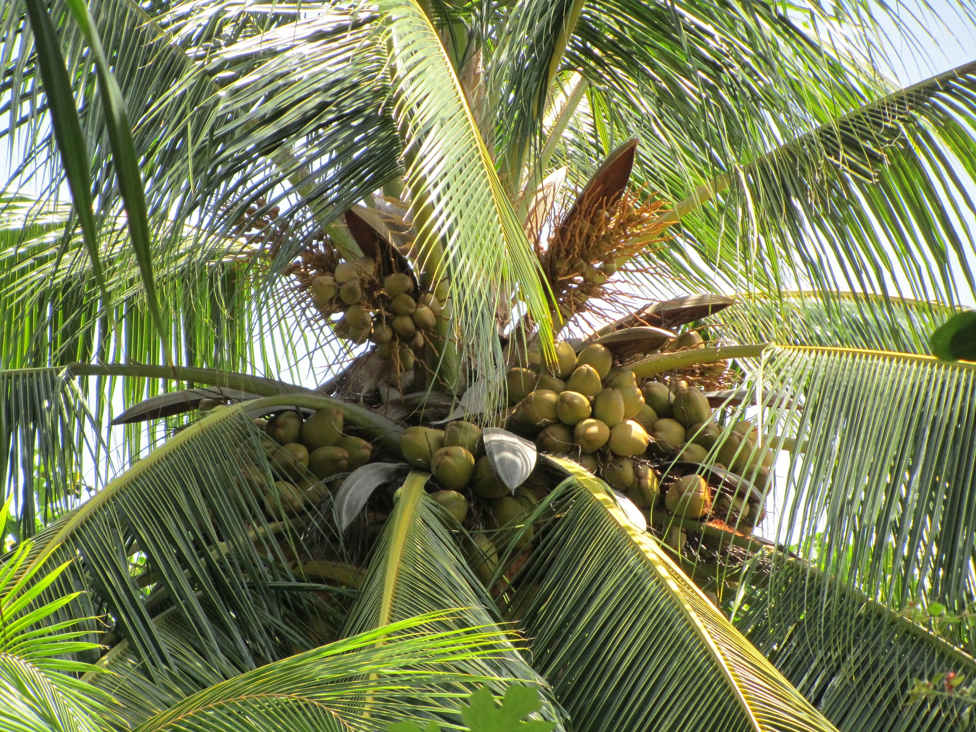 Coconut-tree 2 - Deejay Farms