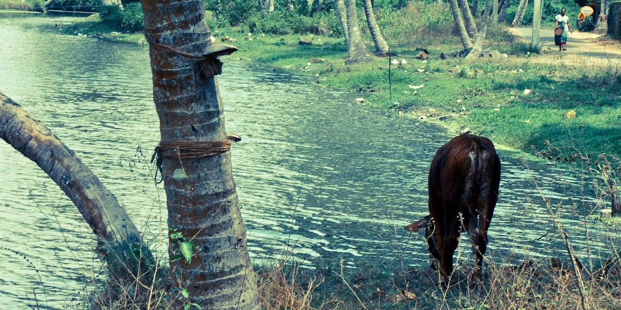 palm pals cow