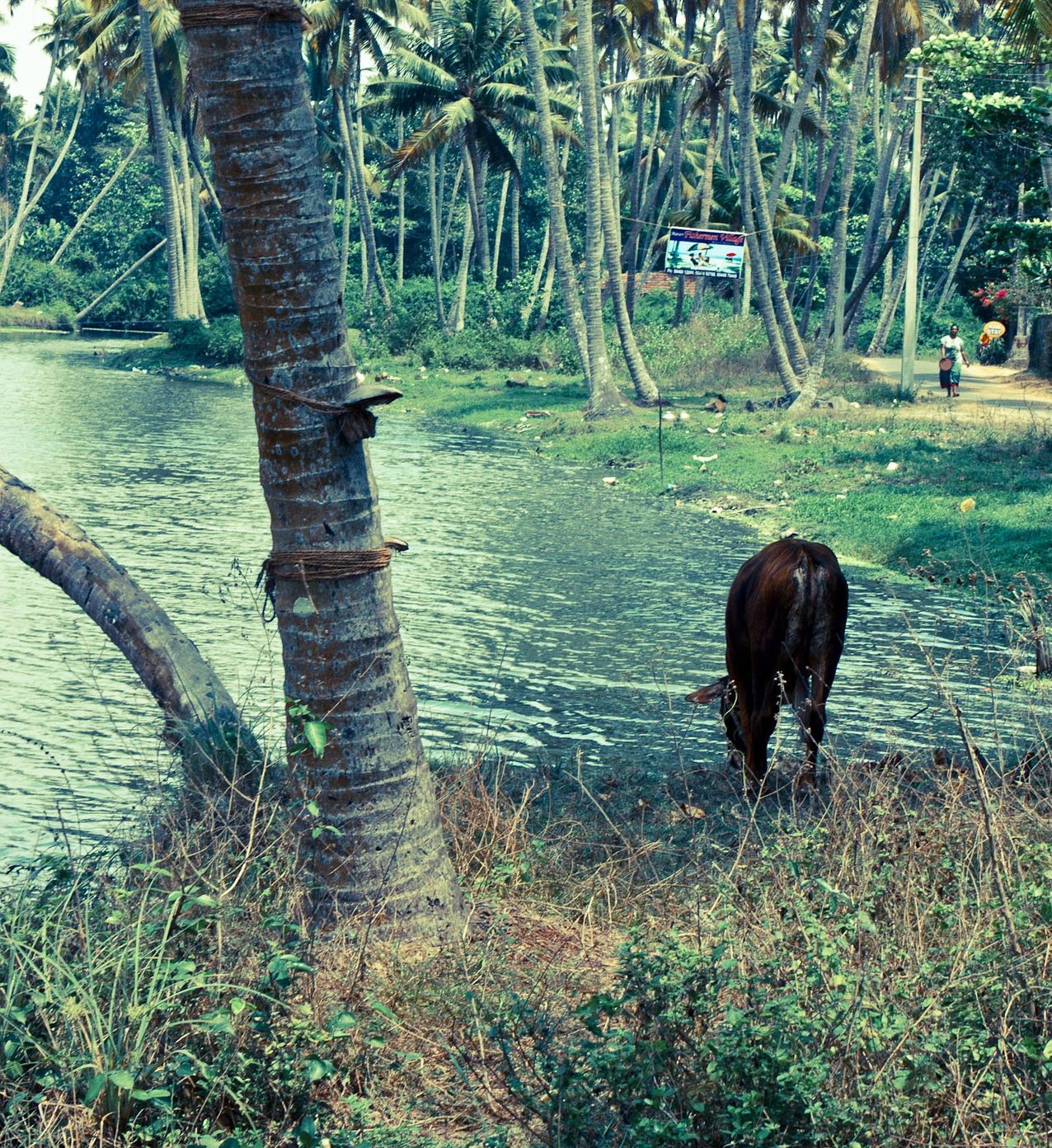 palm pals cow