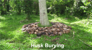 Hust burying
