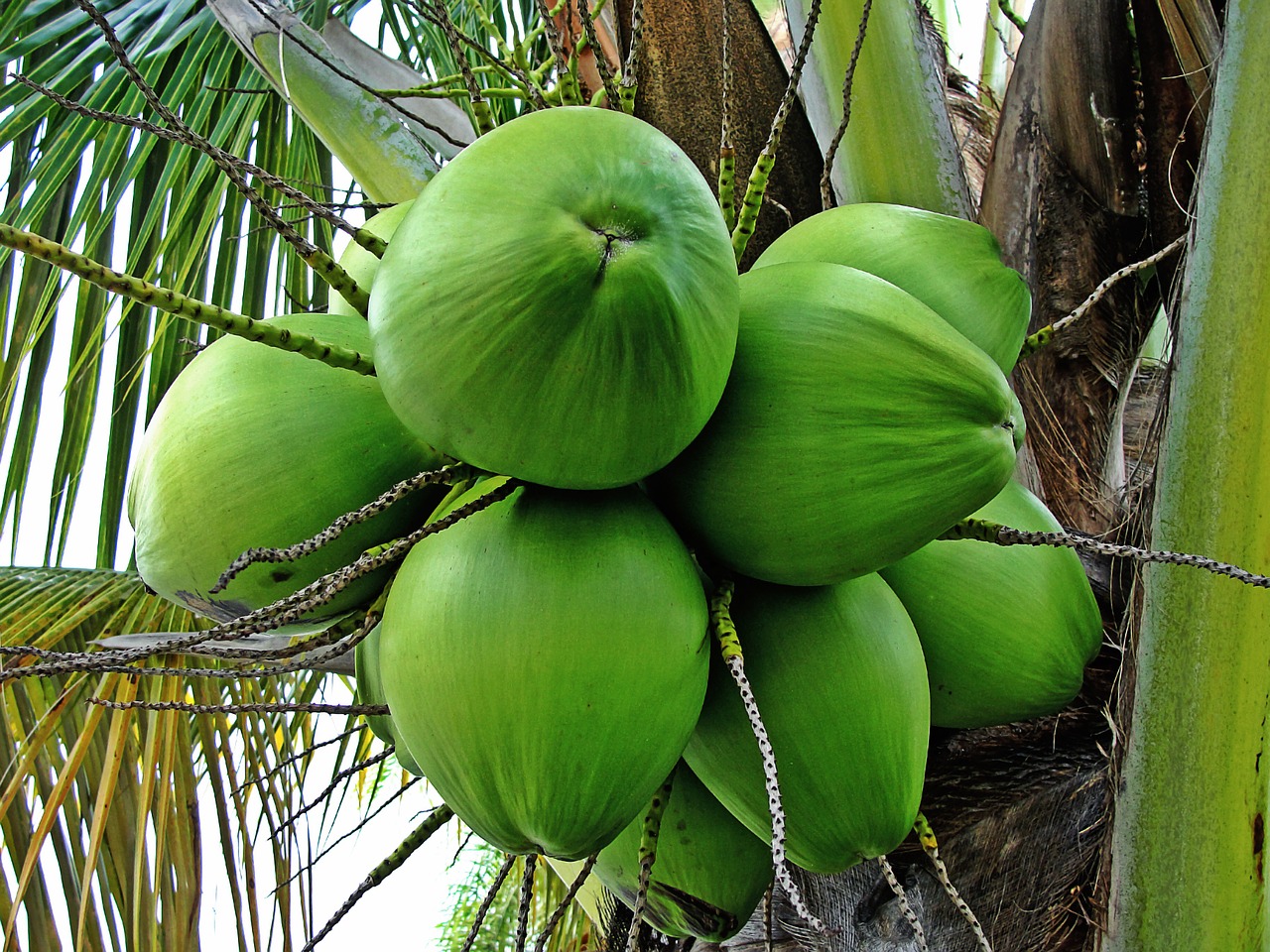 coconut-tree-deejay-farms