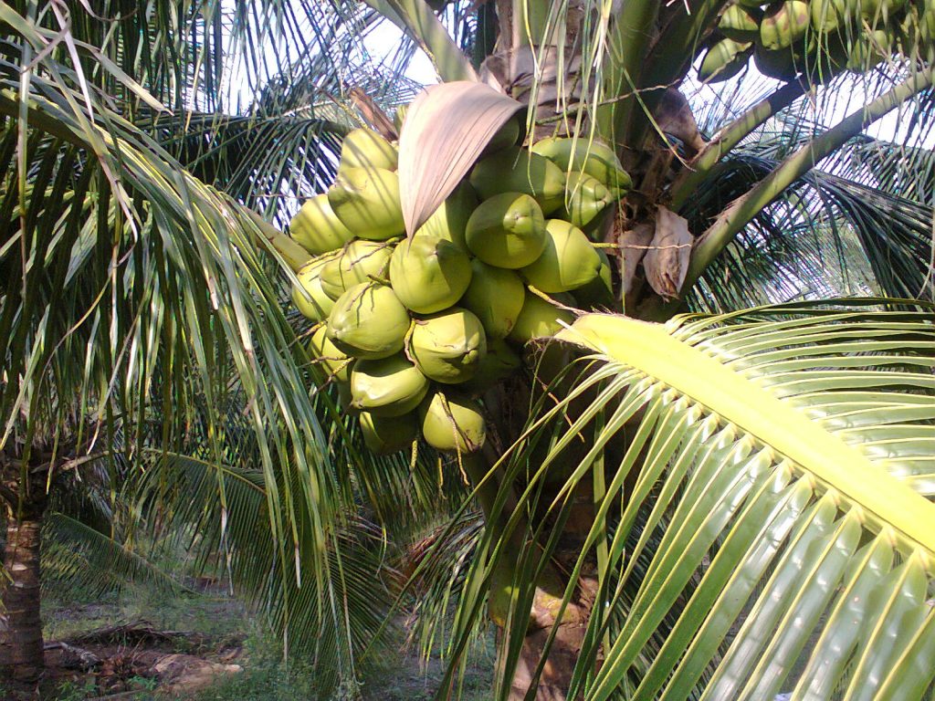 Replace Sugarcane with Hybrid Coconut – Deejay Farms