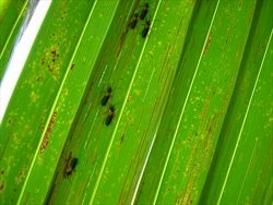 Adult coconut leaf miner