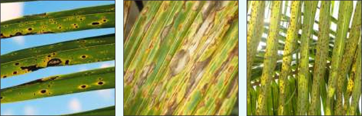 Leaf Blight