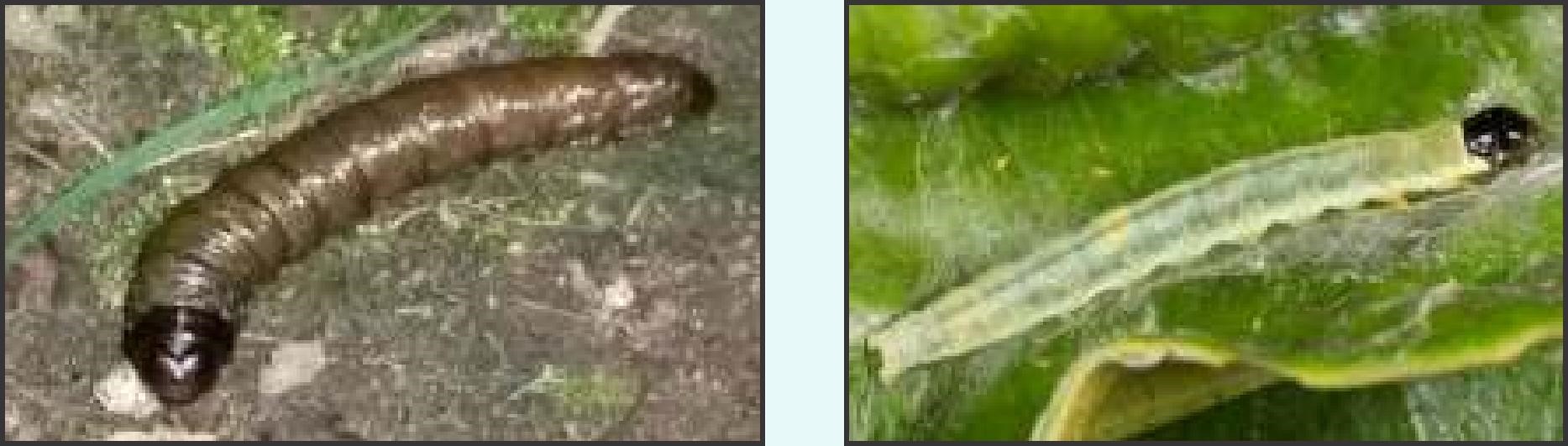 Larvae, Pupa