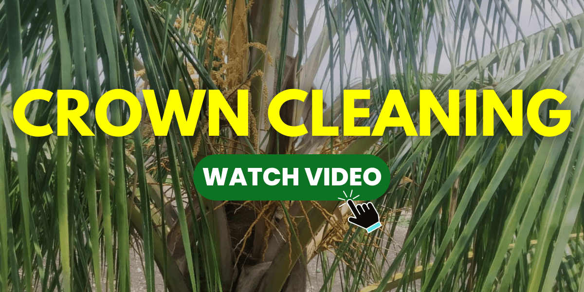 Crown Cleaning Video